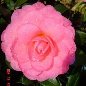 Camellia Dreamboat - Pb6.5 (60/80)
