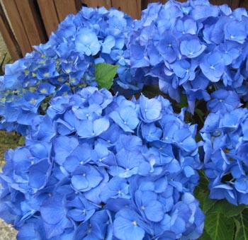 Hydrangea Renate Steiniger - Pot