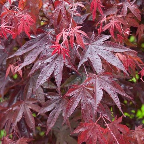 Acer Bloodgood - Pb18 - Image 2