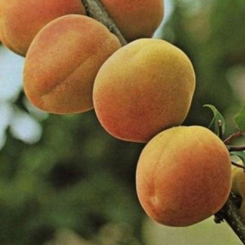 Apricot Royal Rosa - Pb18 - Image 2