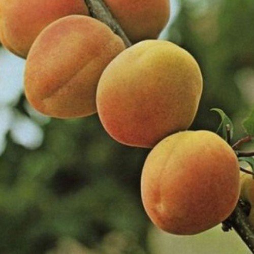 Apricot Royal Rosa - Pb18