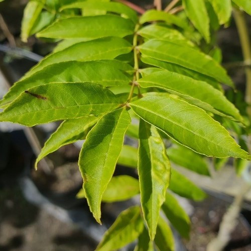 Fraxinus excelsior Green Glow - 25Ltr - Image 2