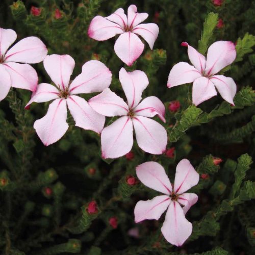 Acmadenia Pink Butterflies - Pb6.5 - Image 2