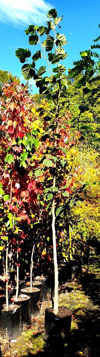 Tilia platyphyllos, Large-Leaved Linden - 35Ltr (250/270cm) - Image 2