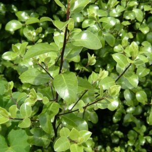 Pittosporum tenuifolium, Kohuhu - Pot