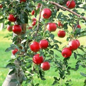 Apple Early Strawberry - Pb12
