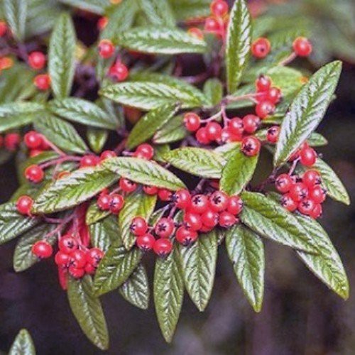 Cotoneaster sal. Scarlet Leader - STD. (150cm)
