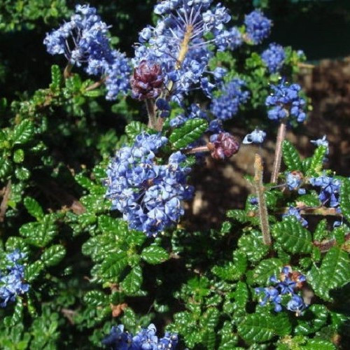 Ceanothus impressus - 3.3Ltr - Image 2