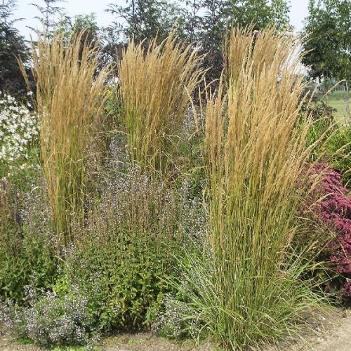 Calamagrostis Overdam - pb6.5 (30/50) - Image 2