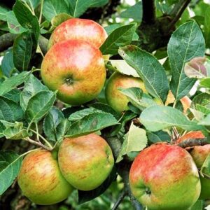 Apple Joybells - Pb12