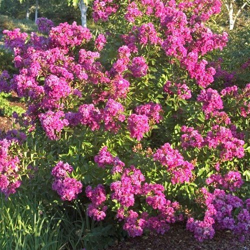 Lagerstroemia Petite Orchid, Crepe Myrtle - Pb6.5 (30/40 ) - Image 2