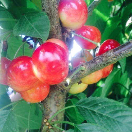 Cherry Rainier - Pb12