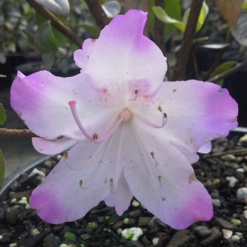 Azalea Asawa - 2.5Ltr - Image 2