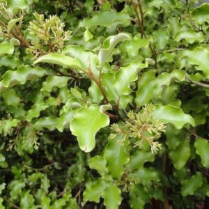 Olearia paniculata, Golden Ake Ake - Pb5/6.5