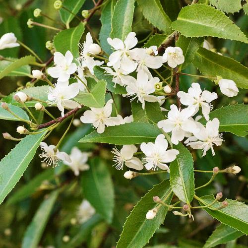 Hoheria sexstylosa, Lacebark - 0.5L - Image 2