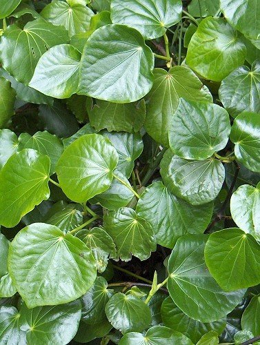 Macropiper excelsum, Kawakawa - 1L