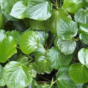 Macropiper excelsum, Kawakawa - Pb5/6.5
