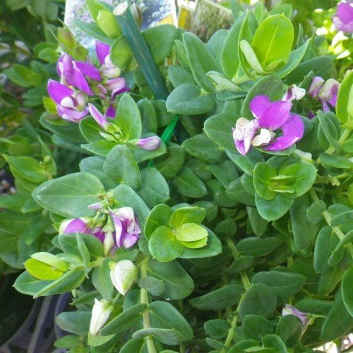 Polygala Dazzler - Pb3/Pb5 (40/50) - Image 2