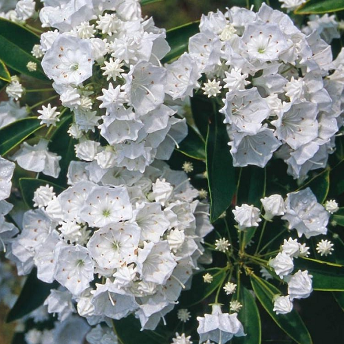 Kalmia l. Pristine, Mountain Laurel - 2.5Ltr