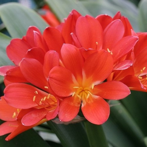 Clivia miniata Red - 1.5Ltr - Image 2