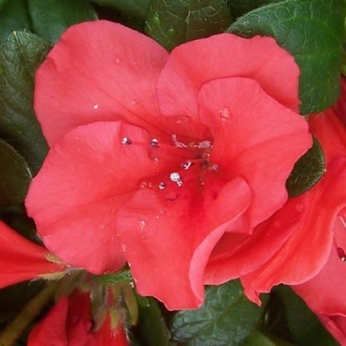 Azalea Clarissa - 1.25Ltr - Image 2