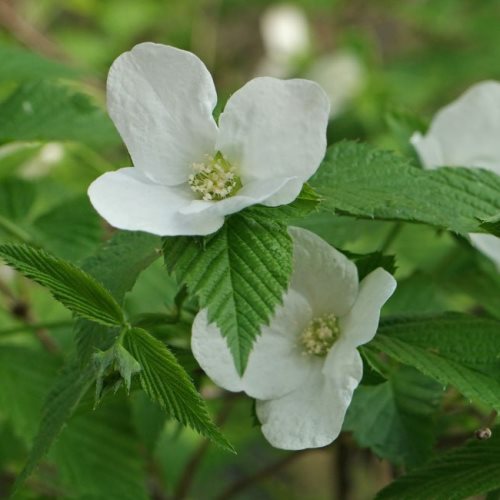 Rhodotypos scandens, Black Jetbead - Pb5/6.5 - Image 3