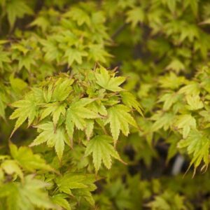 Acer Coonara Pygmy - Pb28