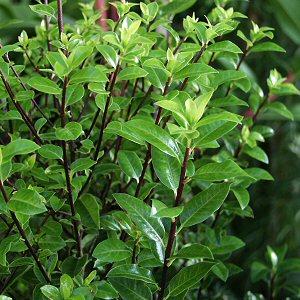 Pittosporum tenuifolium, Kohuhu - Pb6.5 (100/150)