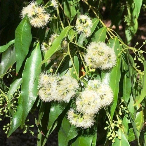 Syzygium floribunda, Lilly Pilly - Pb6.5 - Image 2