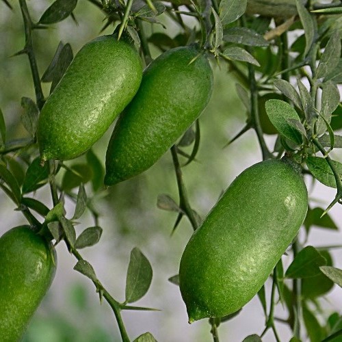 Lime Finger Lime