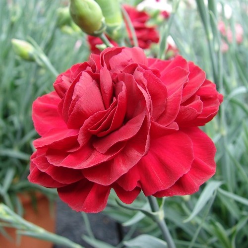 Dianthus Passion - 1.4Ltr - Image 2