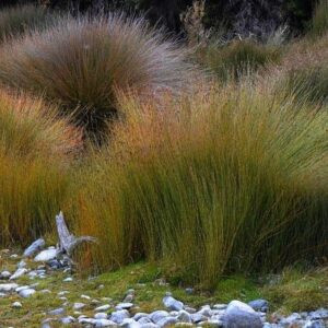Apodasmia similis, Oioi - Pot