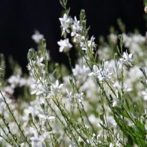 Gaura Soda Pop - 2.5Ltr