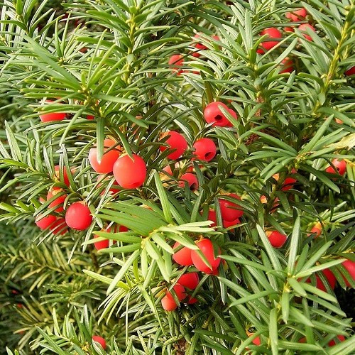 Taxus baccata - Image 2