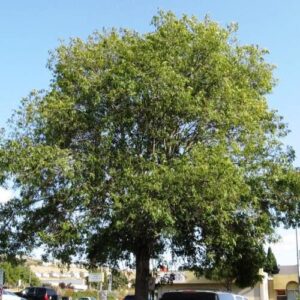 Fraxinus uhdei, Mexican Ash - Pb6.5-8 (100/150)