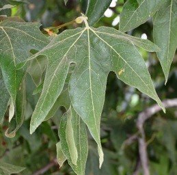 Platanus racemosa, Western Sycamore - Pb28