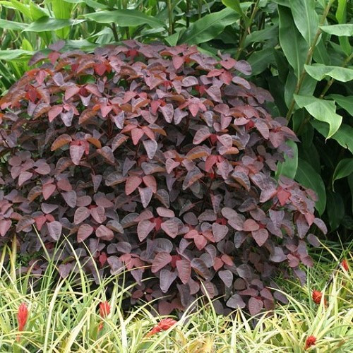 Euphorbia cotinifolia, Mexican Shrubby Spurge