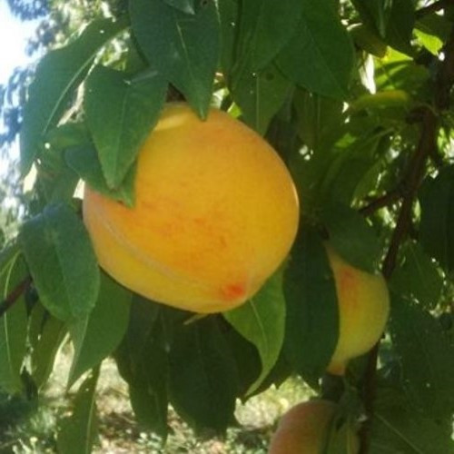 Peach Double Golden Queen/ Blackboy - Pb18 - Image 2