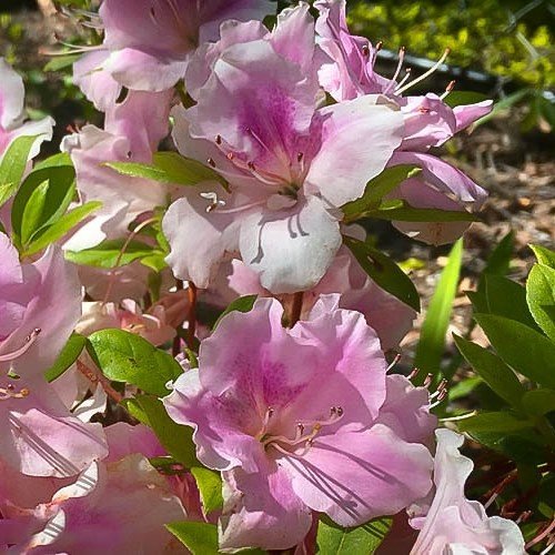 Azalea Sweetheart Supreme - 1.25Ltr - Image 2
