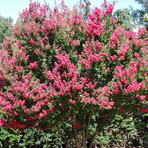 Lagerstroemia Mrs. Dickson, Crepe Myrtle - 2Ltr (110/130) - Image 2