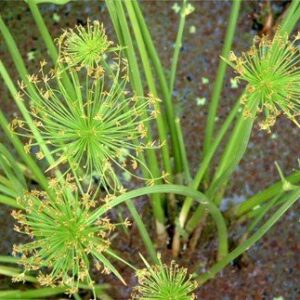 Cyperus haspan, Dwarf Papyrus Sedge - Pb6.5