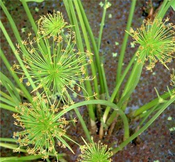 Cyperus haspan, Dwarf Papyrus Sedge - Pb6.5