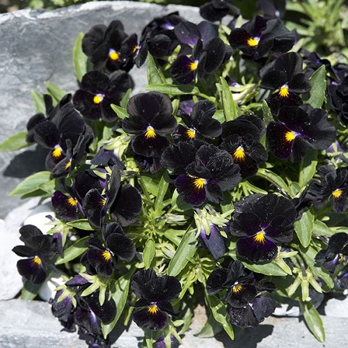 Viola All Black - Image 2