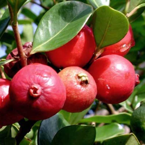 Guava Red Strawberry - Pb6.5