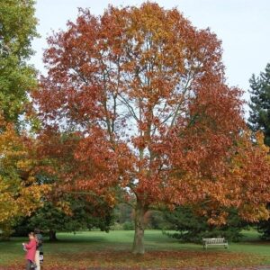 Quercus ellipsoidalis, Northern Pin Oak - Pb12