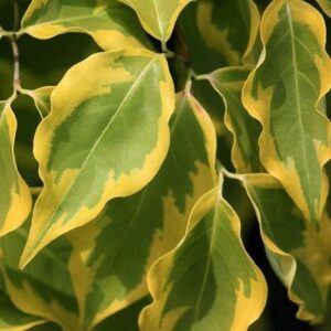 Cornus kousa Bonfire - Pb28