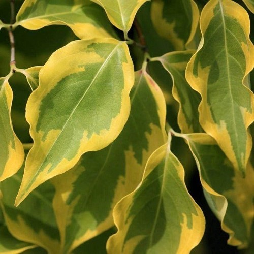 Cornus kousa Bonfire - Pb28