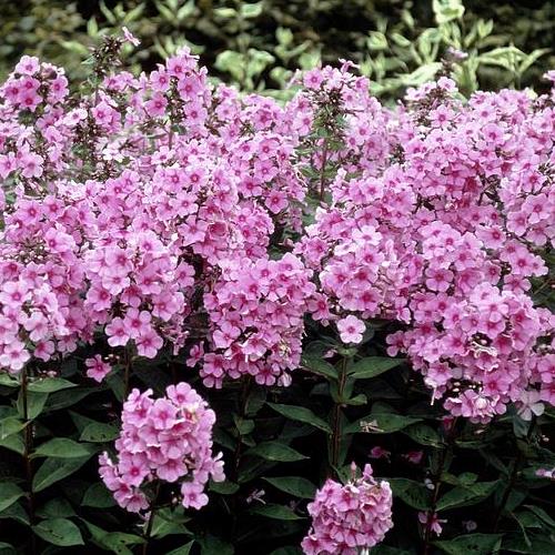 Phlox Pink Gown - Pb6.5 - Image 2
