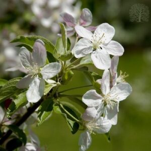 Malus Gibbs Golden Gage, Crabapple - Pb12