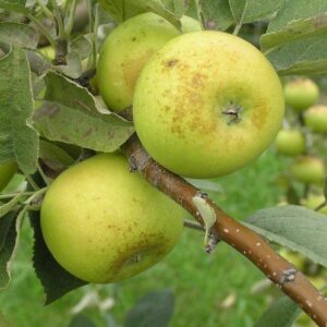 Apple Golden Pippin - Pb12